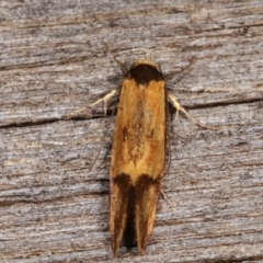 Isomoralla pyrrhoptera at Melba, ACT - 16 Feb 2021