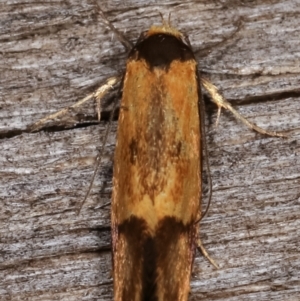 Isomoralla pyrrhoptera at Melba, ACT - 16 Feb 2021 11:21 PM