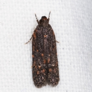 Ardozyga undescribed species near deltodes at Melba, ACT - 16 Feb 2021 11:26 PM