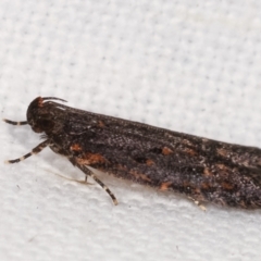 Ardozyga undescribed species near deltodes at Melba, ACT - 16 Feb 2021 11:26 PM