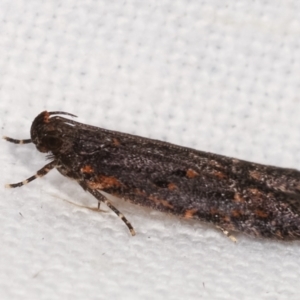 Ardozyga undescribed species near deltodes at Melba, ACT - 16 Feb 2021 11:26 PM