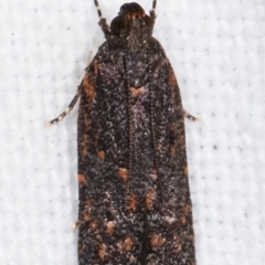 Ardozyga undescribed species near deltodes at Melba, ACT - 16 Feb 2021