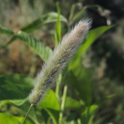 Polypogon monspeliensis (Annual Beard Grass) at Cotter Reserve - 20 Jan 2021 by michaelb