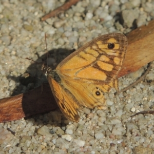 Geitoneura acantha at Paddys River, ACT - 11 Feb 2021 06:13 PM