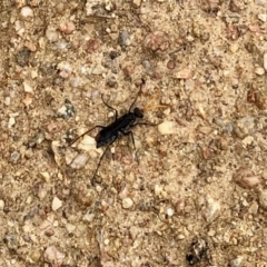 Pompilidae (family) (Unidentified Spider wasp) at Namadgi National Park - 17 Feb 2021 by KMcCue