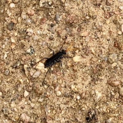 Pompilidae (family) (Unidentified Spider wasp) at Namadgi National Park - 17 Feb 2021 by KMcCue