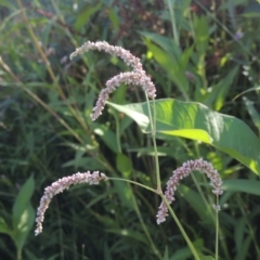 Persicaria lapathifolia (Pale Knotweed) at Cotter Reserve - 20 Jan 2021 by michaelb