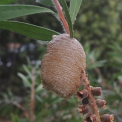 Mantidae - egg case (family) (Egg case of praying mantis) at Conder, ACT - 6 Jan 2021 by MichaelBedingfield