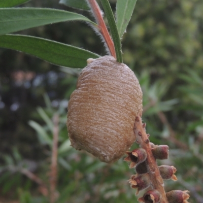 Mantidae (family) (Egg case of praying mantis) at Pollinator-friendly garden Conder - 6 Jan 2021 by michaelb