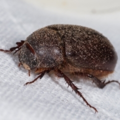 Heteronyx sp. (genus) (Scarab beetle) at Melba, ACT - 16 Feb 2021 by kasiaaus