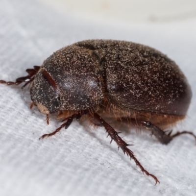 Heteronyx sp. (genus) (Scarab beetle) at Melba, ACT - 16 Feb 2021 by kasiaaus