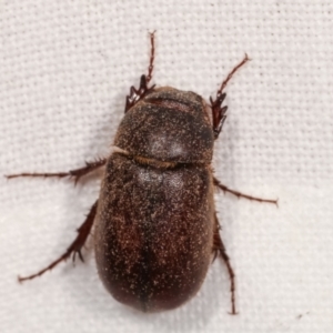 Heteronyx sp. (genus) at Melba, ACT - 16 Feb 2021 11:28 PM