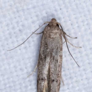 Blastobasis (genus) at Melba, ACT - 16 Feb 2021 11:32 PM