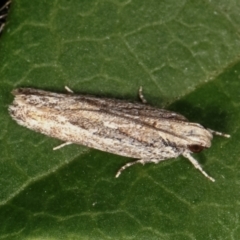 Ardozyga (genus) (Twirler moth (Gelechioidae) at Melba, ACT - 16 Feb 2021 by kasiaaus