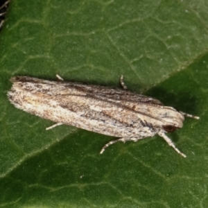 Ardozyga (genus) at Melba, ACT - 16 Feb 2021