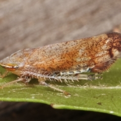 Unidentified Leafhopper & planthopper (Hemiptera, several families) (TBC) at Melba, ACT - 16 Feb 2021 by kasiaaus