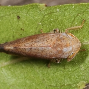 Fieberiella florii at Melba, ACT - 16 Feb 2021 11:39 PM