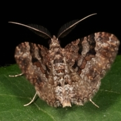 Epyaxa subidaria (Subidaria Moth) at Melba, ACT - 17 Feb 2021 by kasiaaus