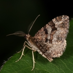 Epyaxa subidaria at Melba, ACT - 17 Feb 2021 12:27 AM