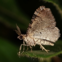 Epyaxa subidaria at Melba, ACT - 17 Feb 2021