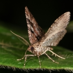 Epyaxa subidaria at Melba, ACT - 17 Feb 2021