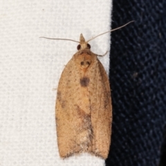 Epiphyas postvittana (Light Brown Apple Moth) at Melba, ACT - 17 Feb 2021 by kasiaaus