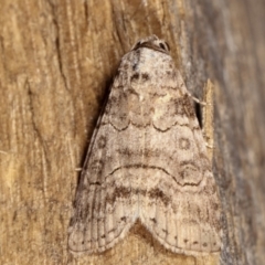 Calathusa sp nr dispila at Melba, ACT - 16 Feb 2021 by kasiaaus