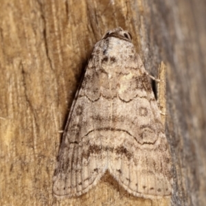 Calathusa sp nr dispila at Melba, ACT - 17 Feb 2021 12:29 AM