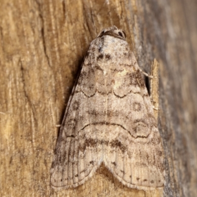 Calathusa sp nr dispila at Melba, ACT - 17 Feb 2021 by kasiaaus