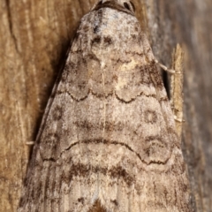 Calathusa sp nr dispila at Melba, ACT - 17 Feb 2021 12:29 AM