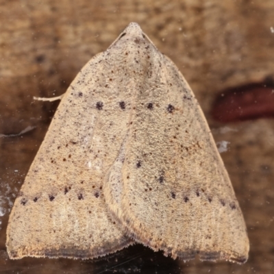 Amelora undescribed species (A Geometrid moth (Ennominae)) at Melba, ACT - 17 Feb 2021 by kasiaaus