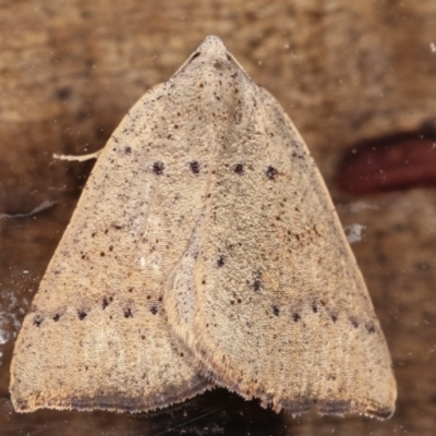 Amelora undescribed species (A Geometrid moth) at Melba, ACT - 16 Feb 2021 by kasiaaus