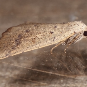 Amelora undescribed species at Melba, ACT - 17 Feb 2021 12:36 AM