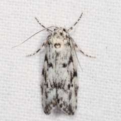 Lichenaula sp nr calligrapha at Melba, ACT - 17 Feb 2021 by kasiaaus