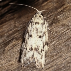 Lichenaula sp nr calligrapha at Melba, ACT - 17 Feb 2021 12:54 AM