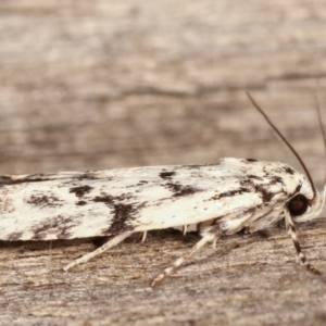 Lichenaula sp nr calligrapha at Melba, ACT - 17 Feb 2021 12:54 AM