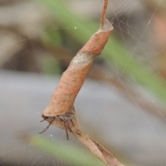 Phonognatha graeffei (Leaf Curling Spider) at Point Hut to Tharwa - 18 Feb 2021 by michaelb