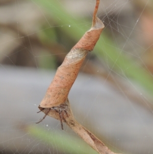 Phonognatha graeffei at Paddys River, ACT - 18 Feb 2021