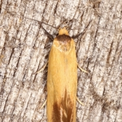 Phauloplana illuta at Melba, ACT - 17 Feb 2021