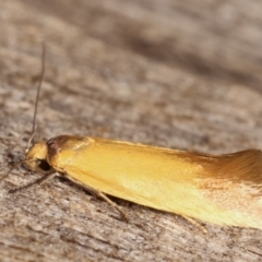 Phauloplana illuta at Melba, ACT - 17 Feb 2021