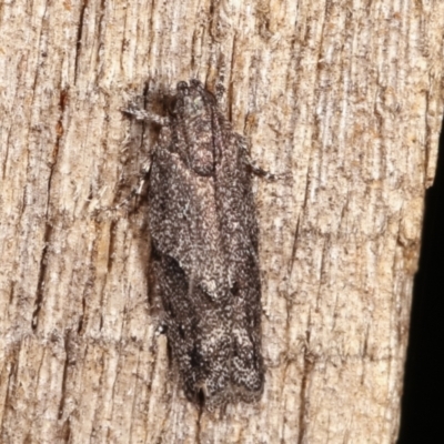 Oecophoridae (family) (Unidentified Oecophorid concealer moth) at Melba, ACT - 16 Feb 2021 by kasiaaus