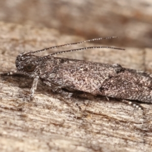 Oecophoridae (family) at Melba, ACT - 17 Feb 2021