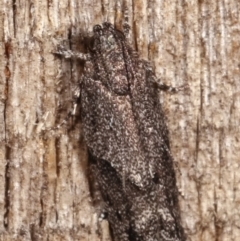 Oecophoridae (family) at Melba, ACT - 17 Feb 2021 12:44 AM