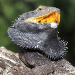 Pogona barbata (Eastern Bearded Dragon) at Acton, ACT - 13 Feb 2021 by TimL