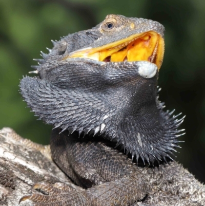 Pogona barbata (Eastern Bearded Dragon) at ANBG - 13 Feb 2021 by TimL