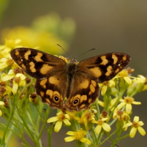 Heteronympha solandri at Cotter River, ACT - 3 Feb 2021 04:17 PM