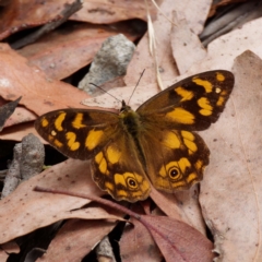Heteronympha solandri (Solander's Brown) at Bimberi Nature Reserve - 3 Feb 2021 by DPRees125