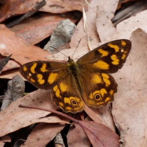 Heteronympha solandri at Cotter River, ACT - 3 Feb 2021