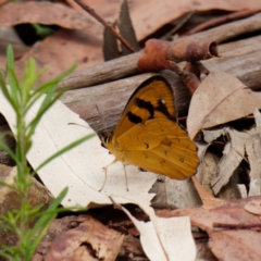 Heteronympha solandri at Cotter River, ACT - 3 Feb 2021