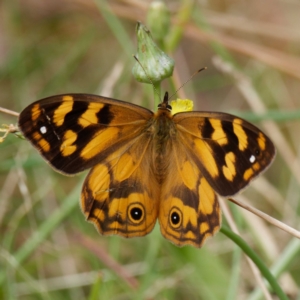 Heteronympha solandri at Cotter River, ACT - 3 Feb 2021 12:32 PM